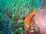Anemone Magnifique et Clown des Maldives